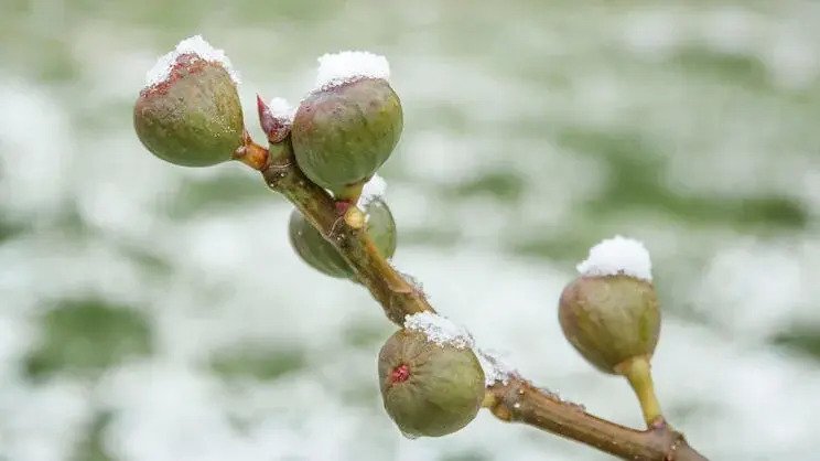 feigenbaum-ueberwintern-aufmacher--istock