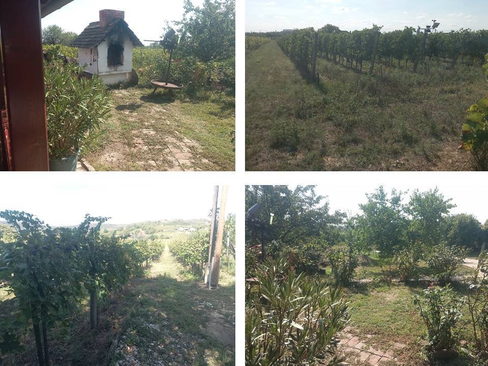 Berühmtes Winzerhaus als Gasthof oder privates Landhaus (ABA-FB2873) (FB2873)