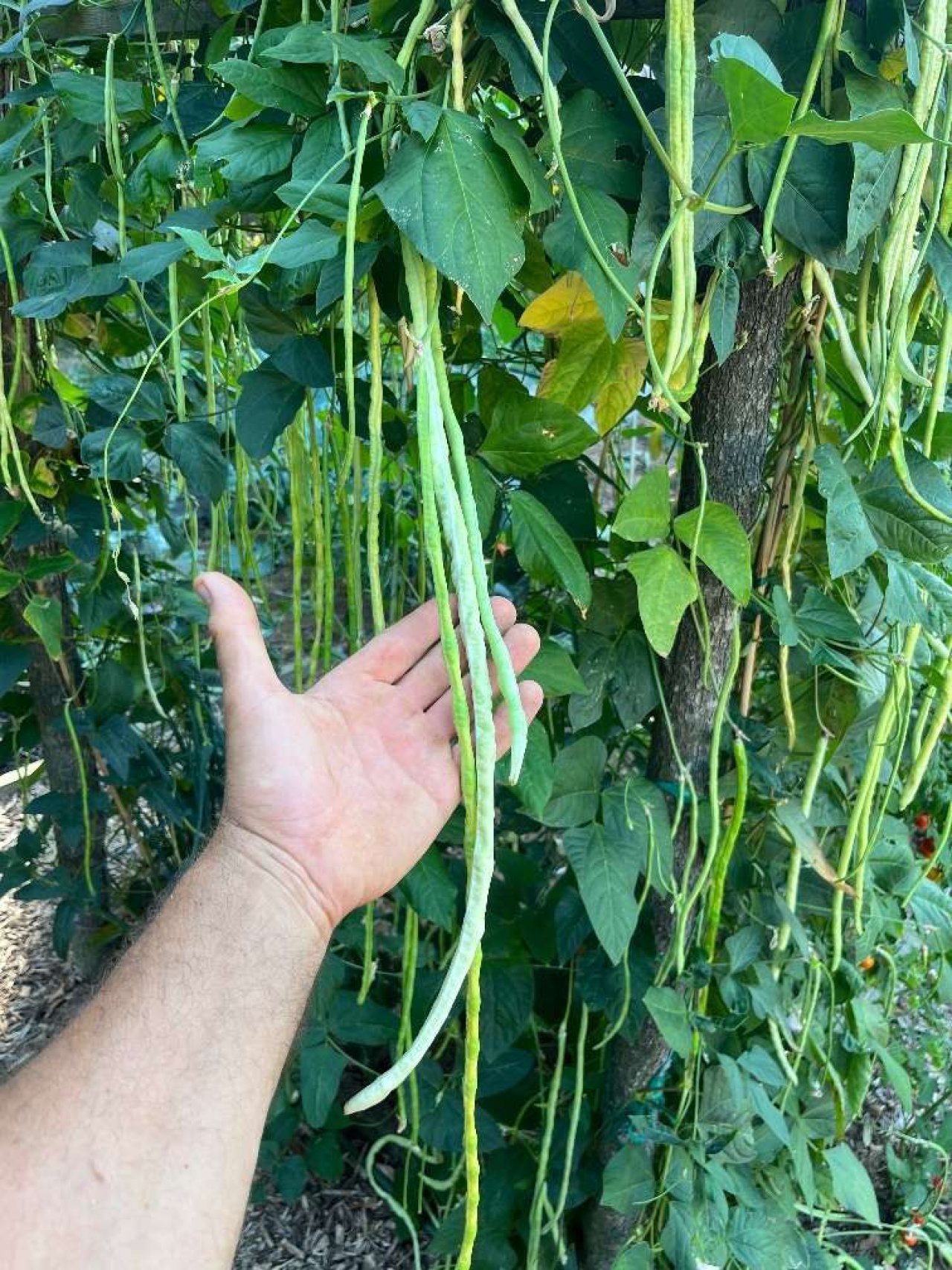 Naturdorf-Balaton: Verwirklichen Sie Ihren Traum vom autarken Leben als Selbstversorger (PAUL08)