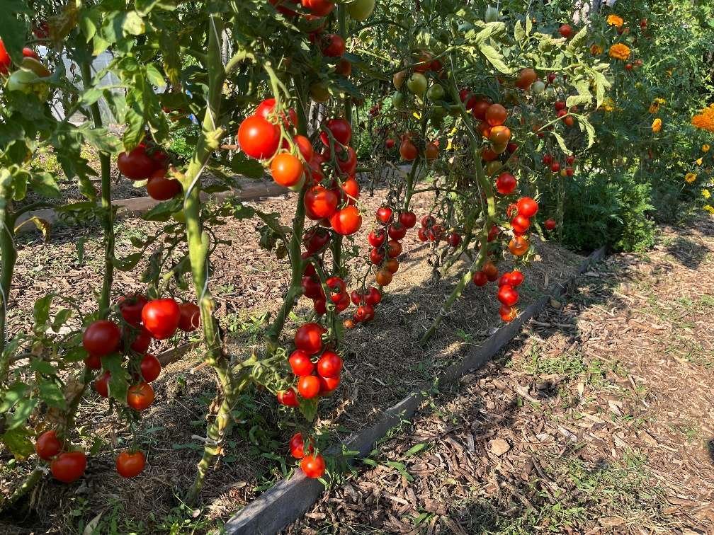 Naturdorf-Balaton: Verwirklichen Sie Ihren Traum vom autarken Leben als Selbstversorger (PAUL08)