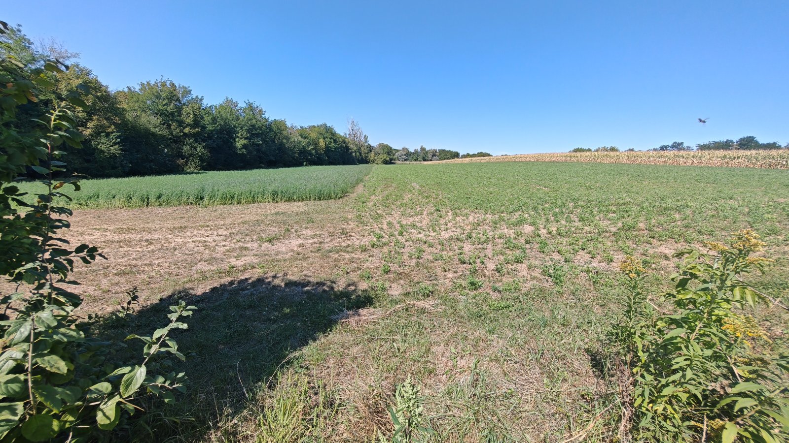 (BAA) Traumanwesen in Ungarn: 180 m² Wohnfläche – ideal für Pferdehaltung und Selbstversorger (AAA) (MW003)