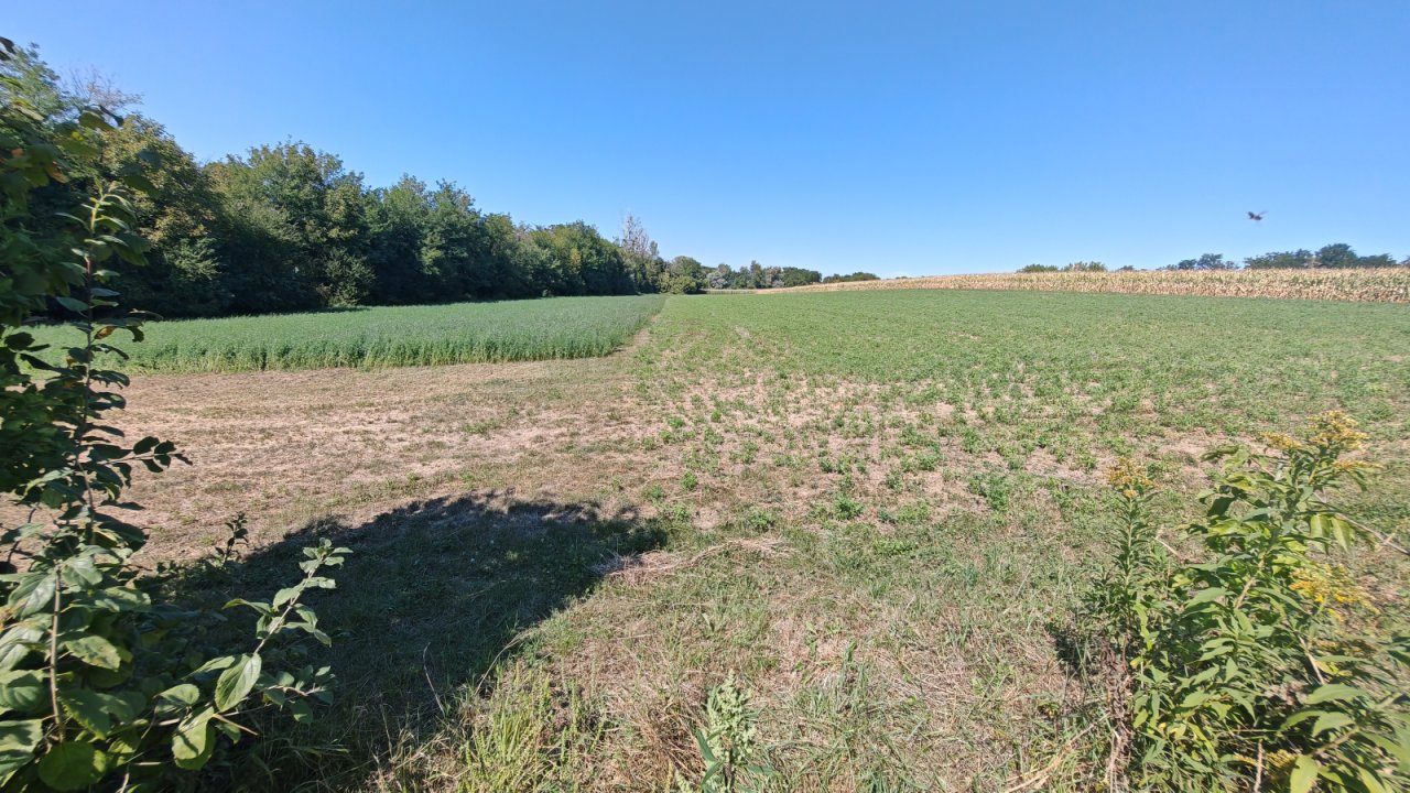 (BAA) Traumanwesen in Ungarn: 180 m² Wohnfläche – ideal für Pferdehaltung und Selbstversorger (AAA) (MW003)