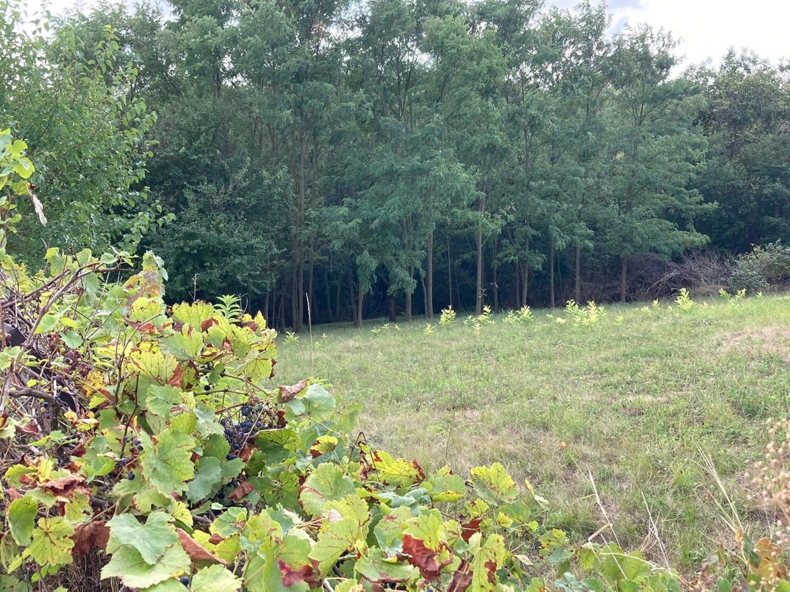 (ACA) Weinberghaus mit Balatonblick & traumhaftem Grundstück bei Héviz (CM133)