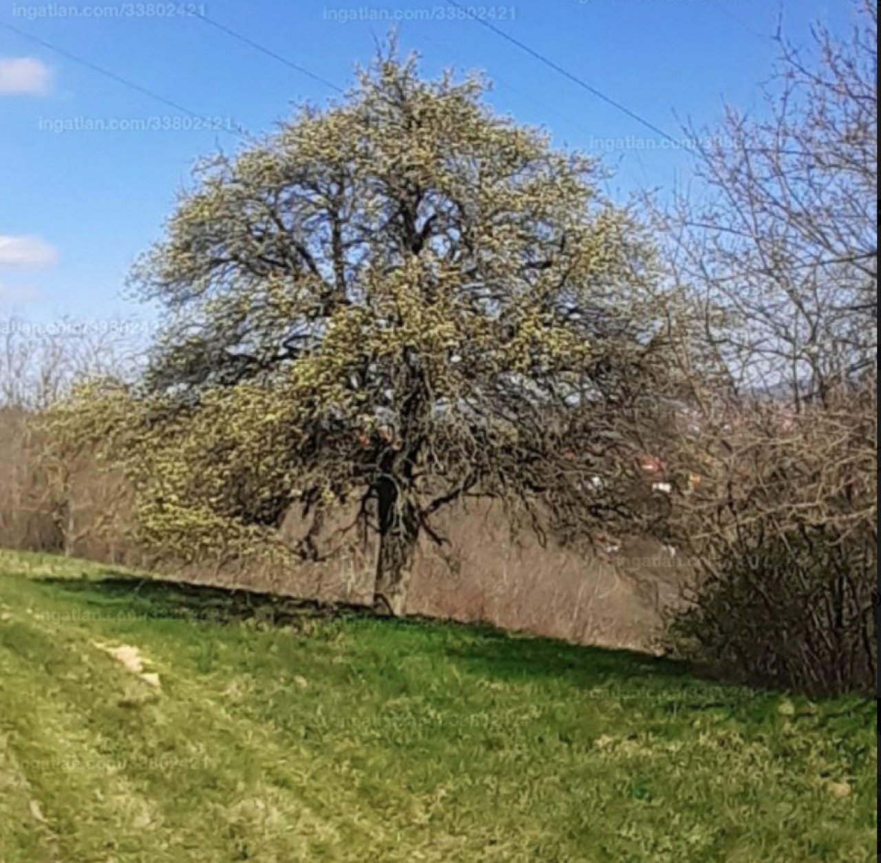 Großes Grundstück mit Fernblick be Héviz, ein tolles Investment (A-A) (IN33802421)