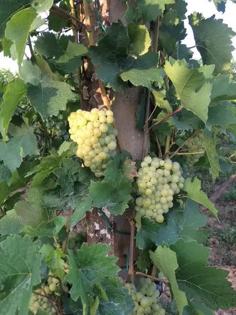 (ABA) Idyllischer &amp; privater Vierseit-Hof mitten in den Weinbergen