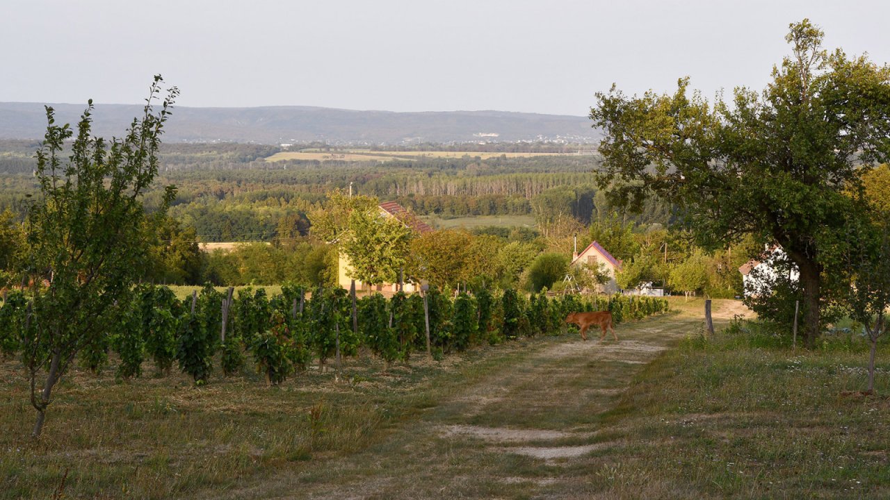 Besondere Gelegenheit oberhalb von Héviz mit phänomenalen Fernblick (AAA) (33843)