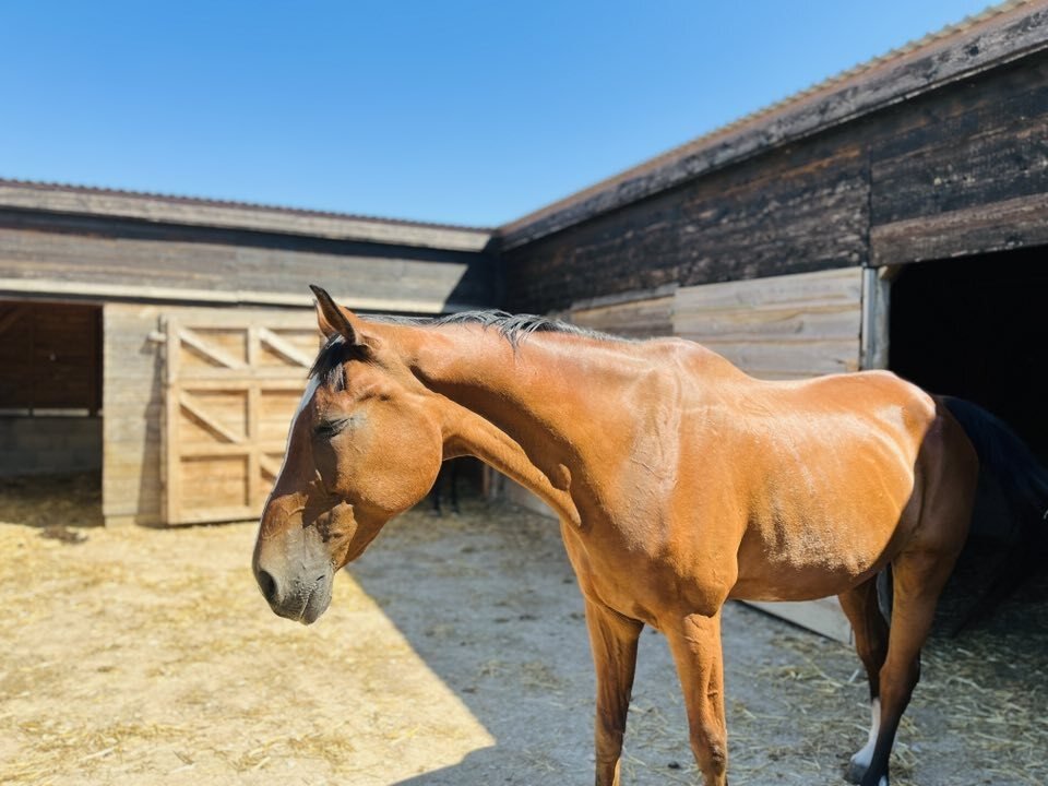 (AAA) Sehr gepflegtes Landhaus & Pferdehaltung möglich (CM242)