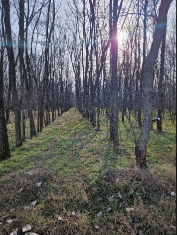 () Alter Bauernhof mit mehr als 8 Hektar Wald/Land (ROG07)