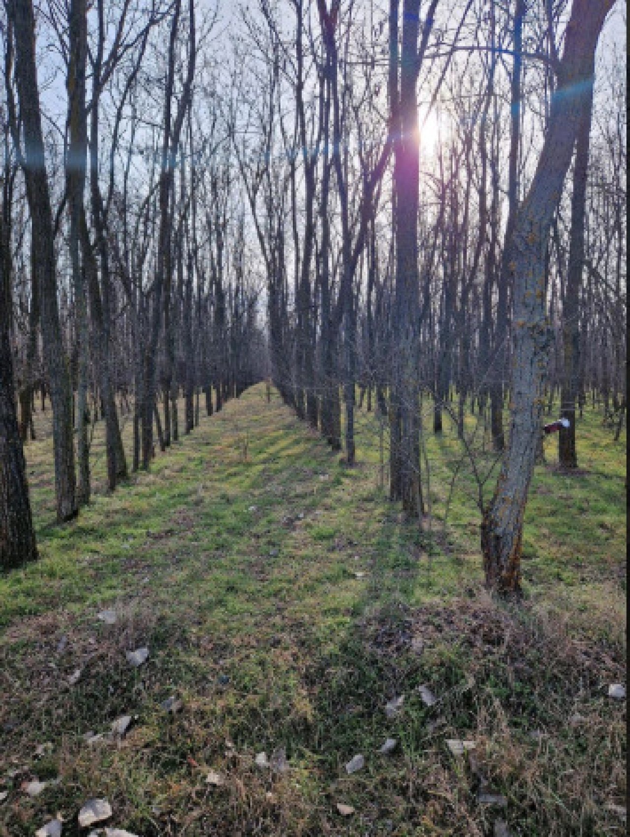 () Alter Bauernhof mit mehr als 8 Hektar Wald/Land (ROG07)