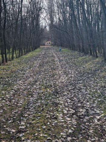 () Alter Bauernhof mit mehr als 8 Hektar Wald/Land (ROG07)