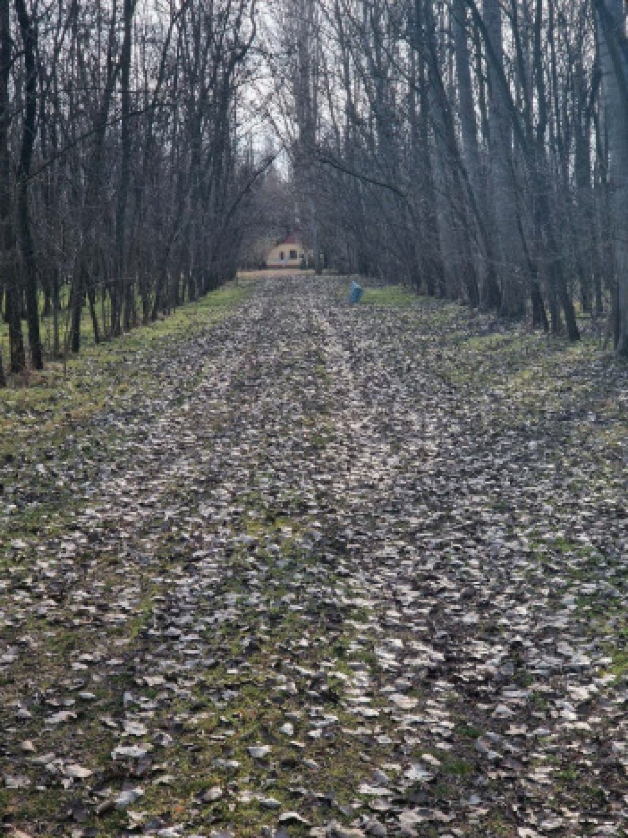 () Alter Bauernhof mit mehr als 8 Hektar Wald/Land (ROG07)