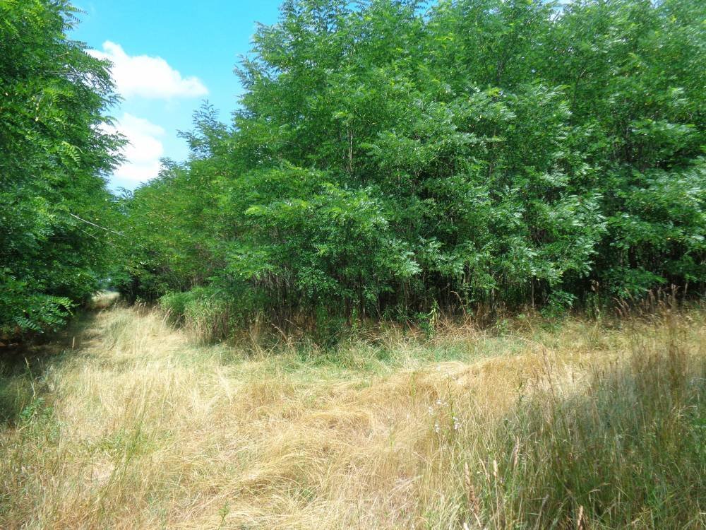 Großes Grundstück in Alleinlage (BKM04)
