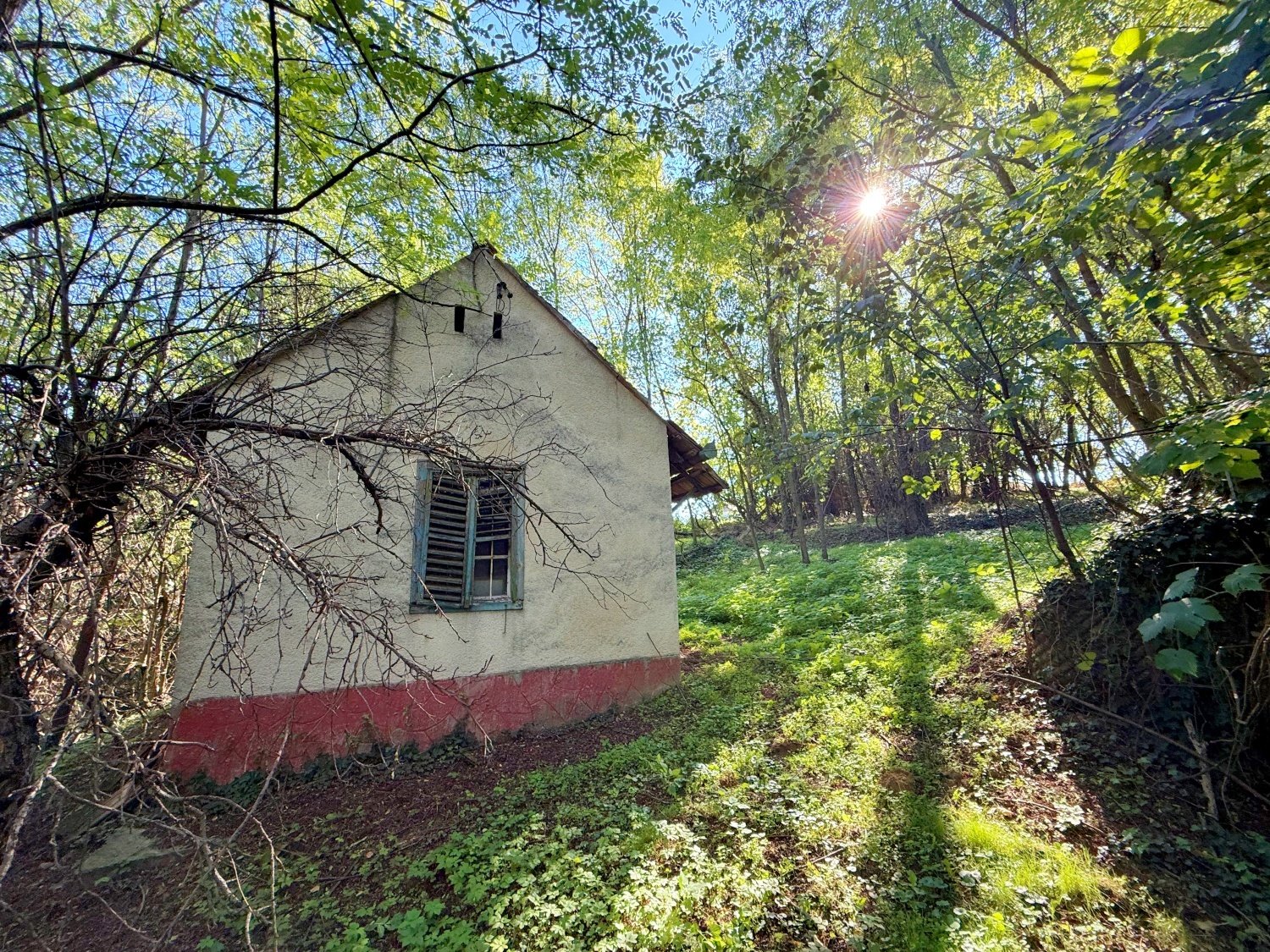 (ACA) Weinbergpinze auf großem Grundstück