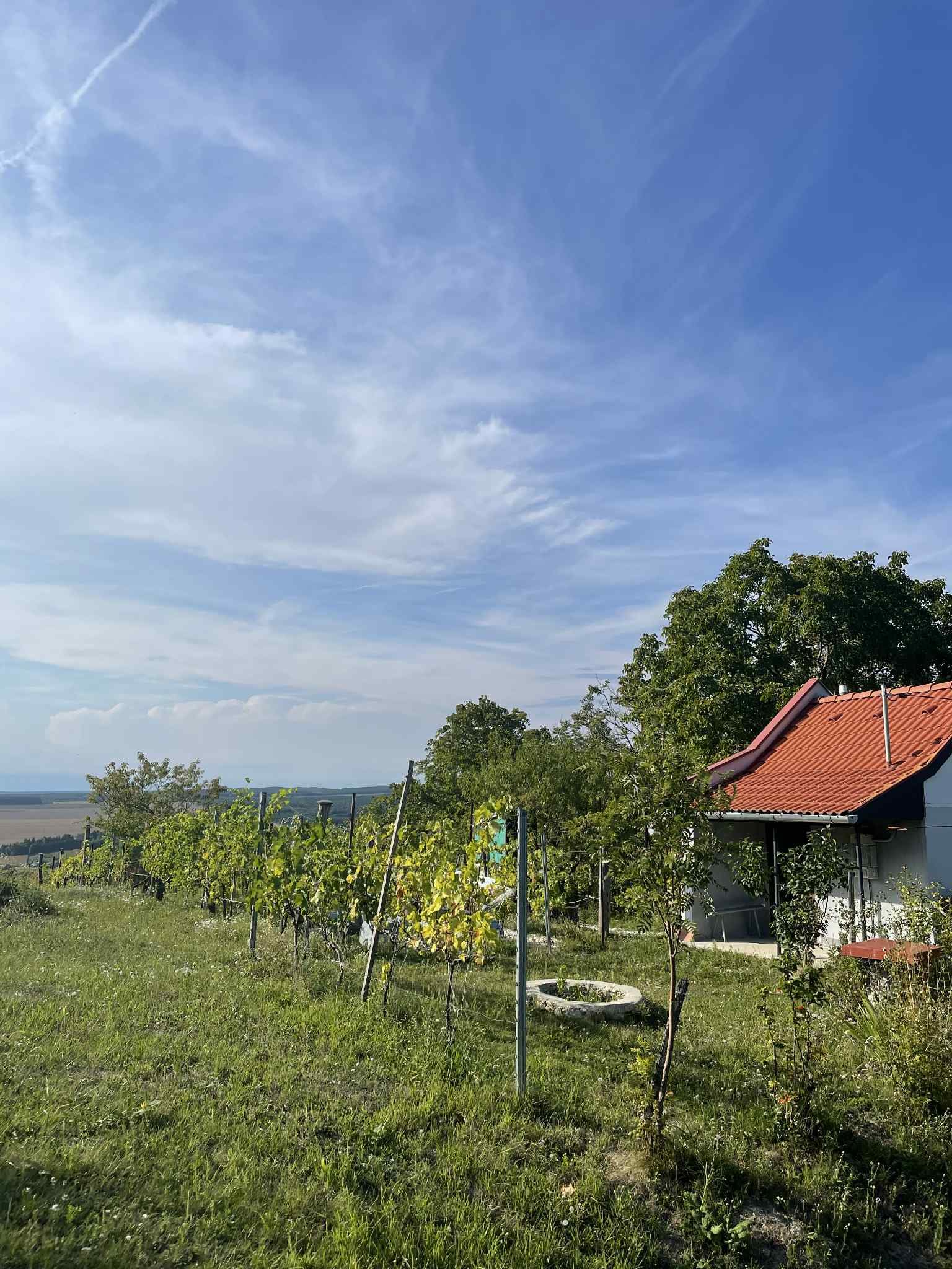 (ACA) Weinberg Pinze mit Panoramablick
