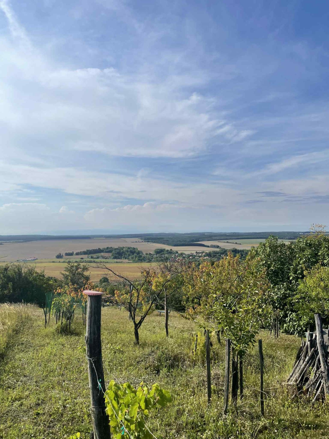 (ACA) Weinberg Pinze mit Panoramablick (FB5622)