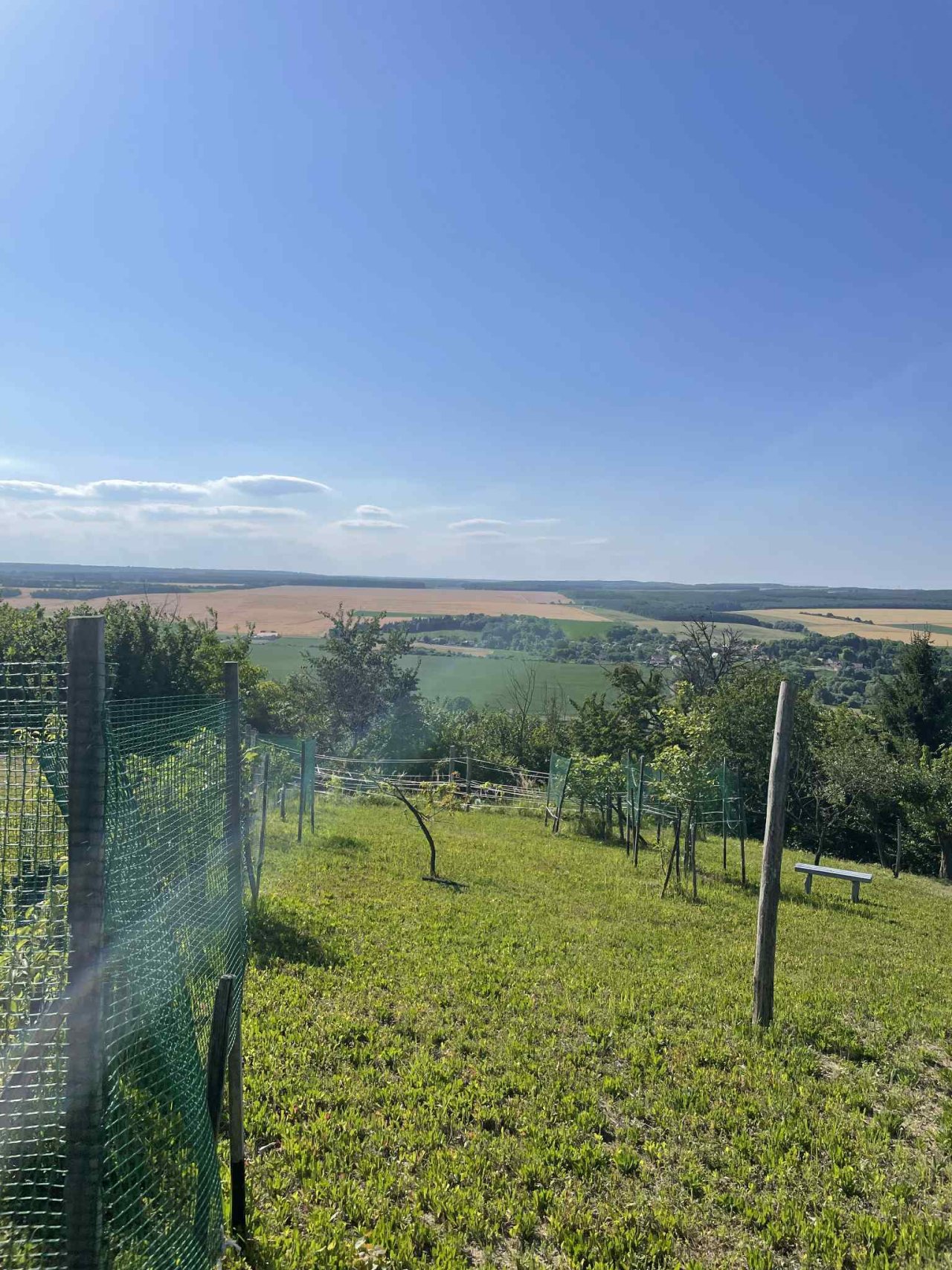 (ACA) Weinberg Pinze mit Panoramablick (FB5622)
