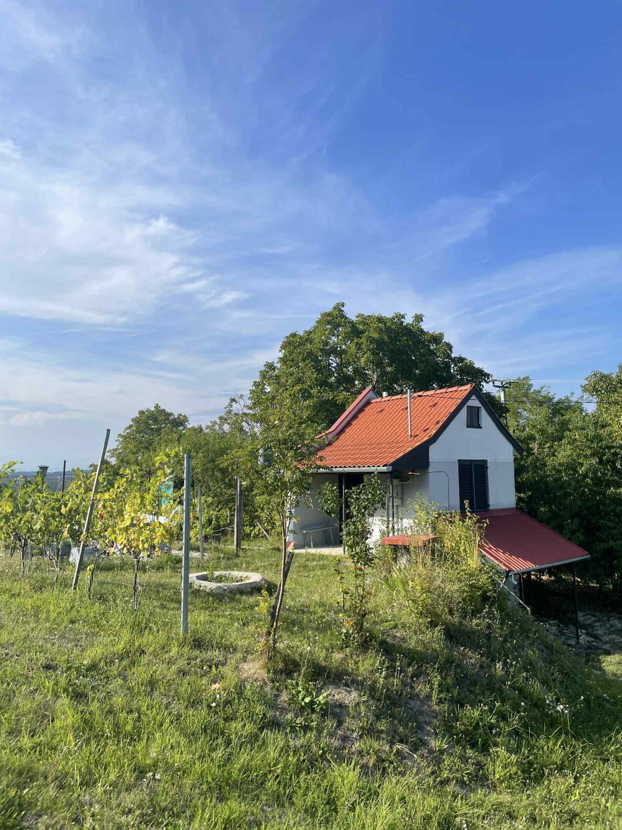 (ACA) Weinberg Pinze mit Panoramablick (FB5622)