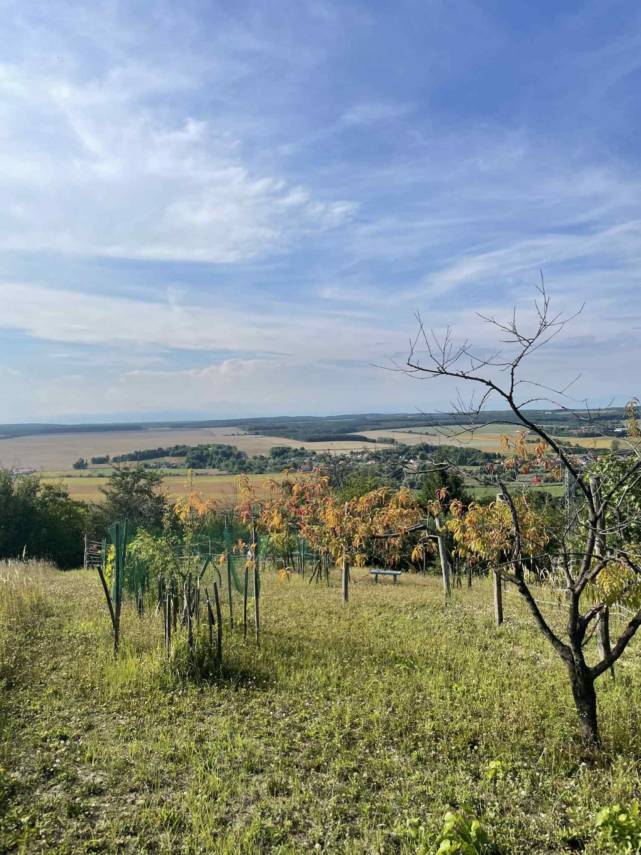 (ACA) Weinberg Pinze mit Panoramablick (FB5622)