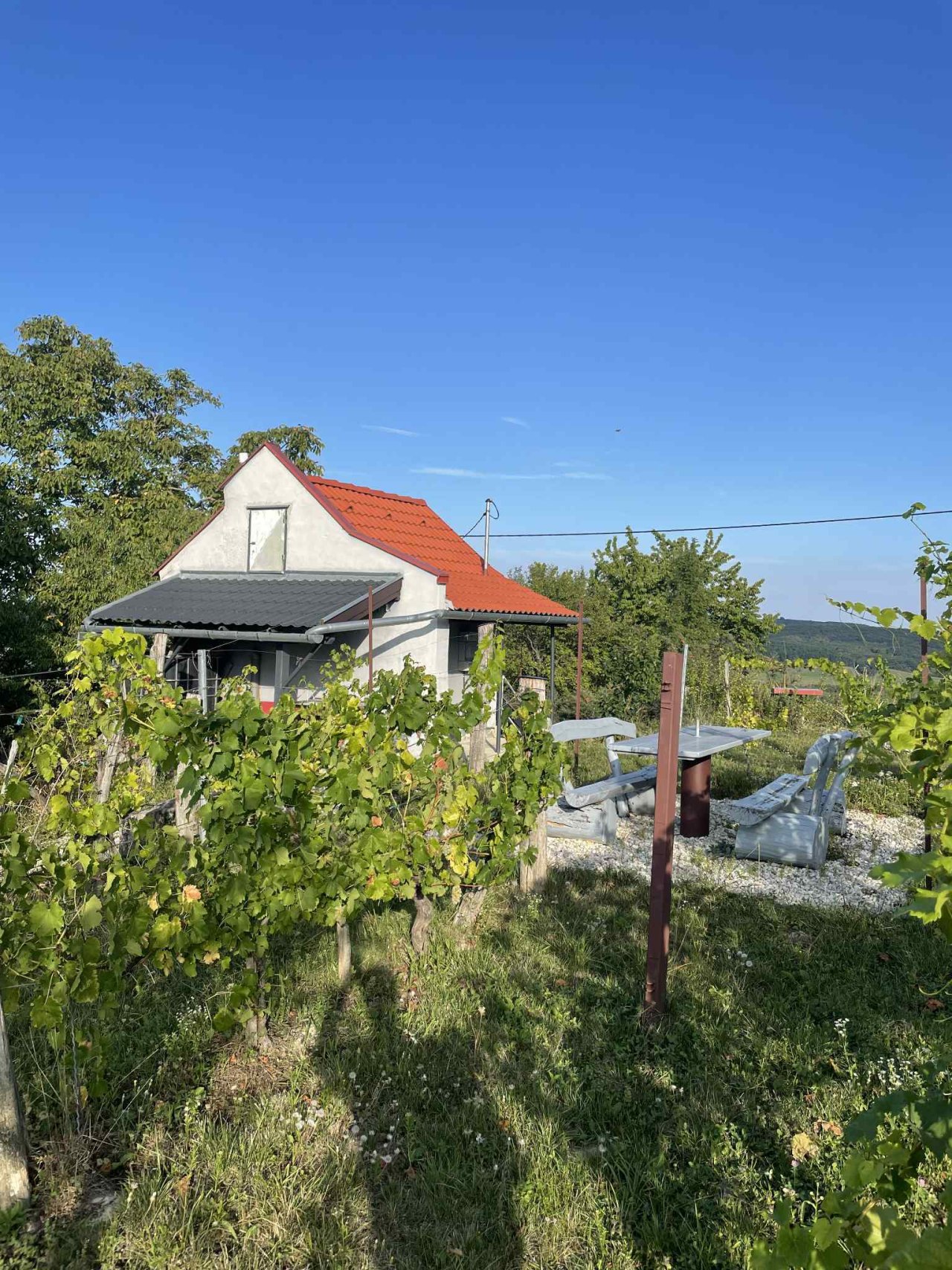 (ACA) Weinberg Pinze mit Panoramablick (FB5622)