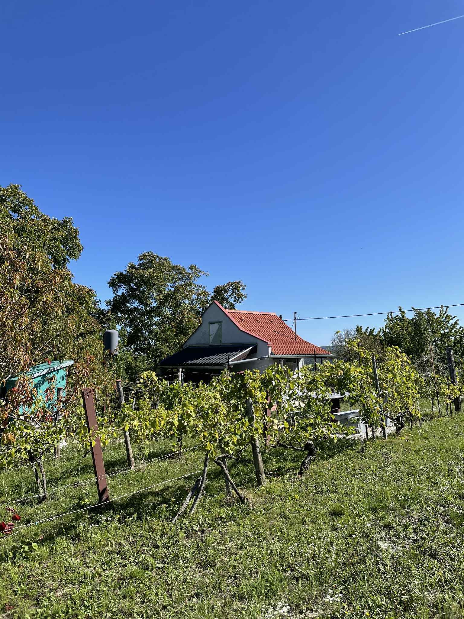 (ACA) Weinberg Pinze mit Panoramablick (FB5622)