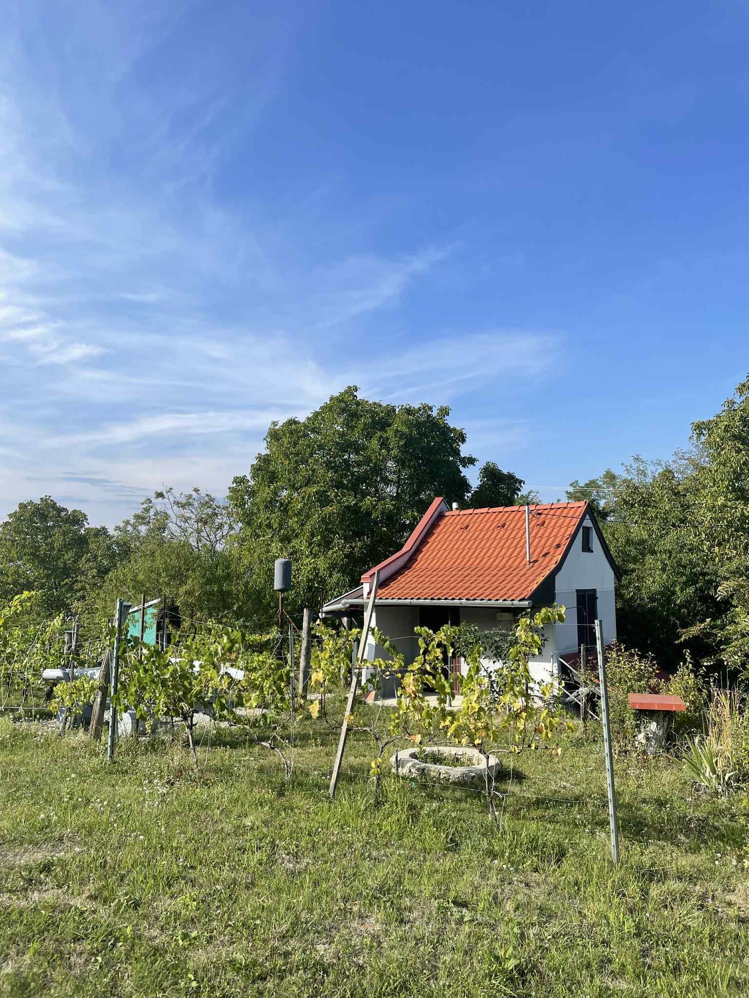 (ACA) Weinberg Pinze mit Panoramablick