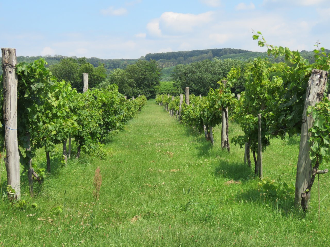 (AAA) Komplett renoviertes Weinberg-Landhaus Nähe Balaton (CM164-2)