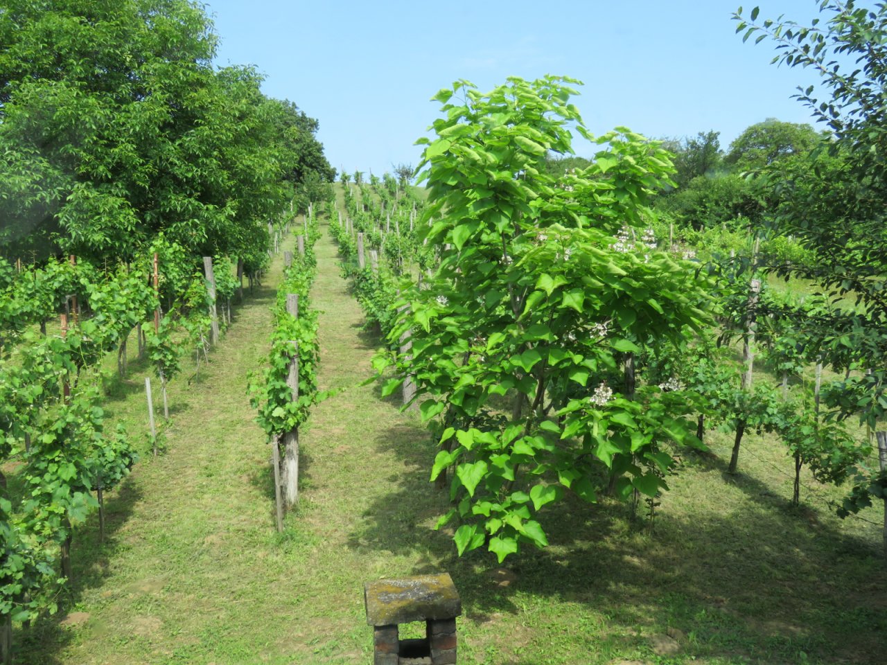 (AAA) Komplett renoviertes Weinberg-Landhaus Nähe Balaton (CM164-2)