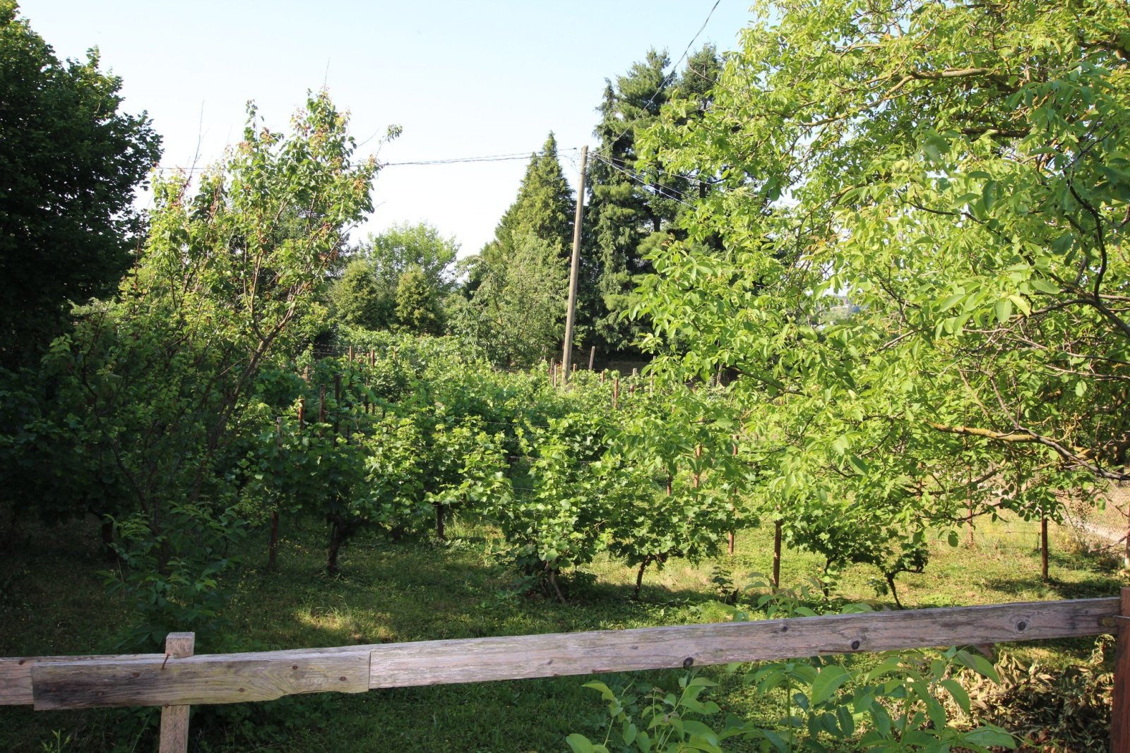 (ACA) Renovierungsbedürftiges Weinberghaus in einer tollen Lage Nähe Balaton (FB5563)