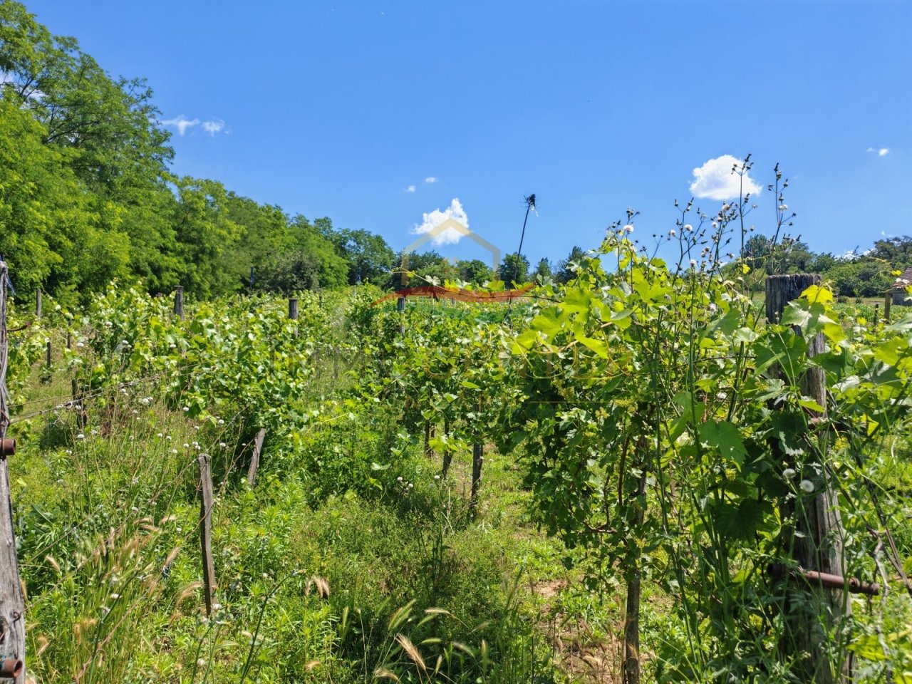 (BCA) Weinberg-Grundstück mit alter Pinze für Bastler (CM0059)