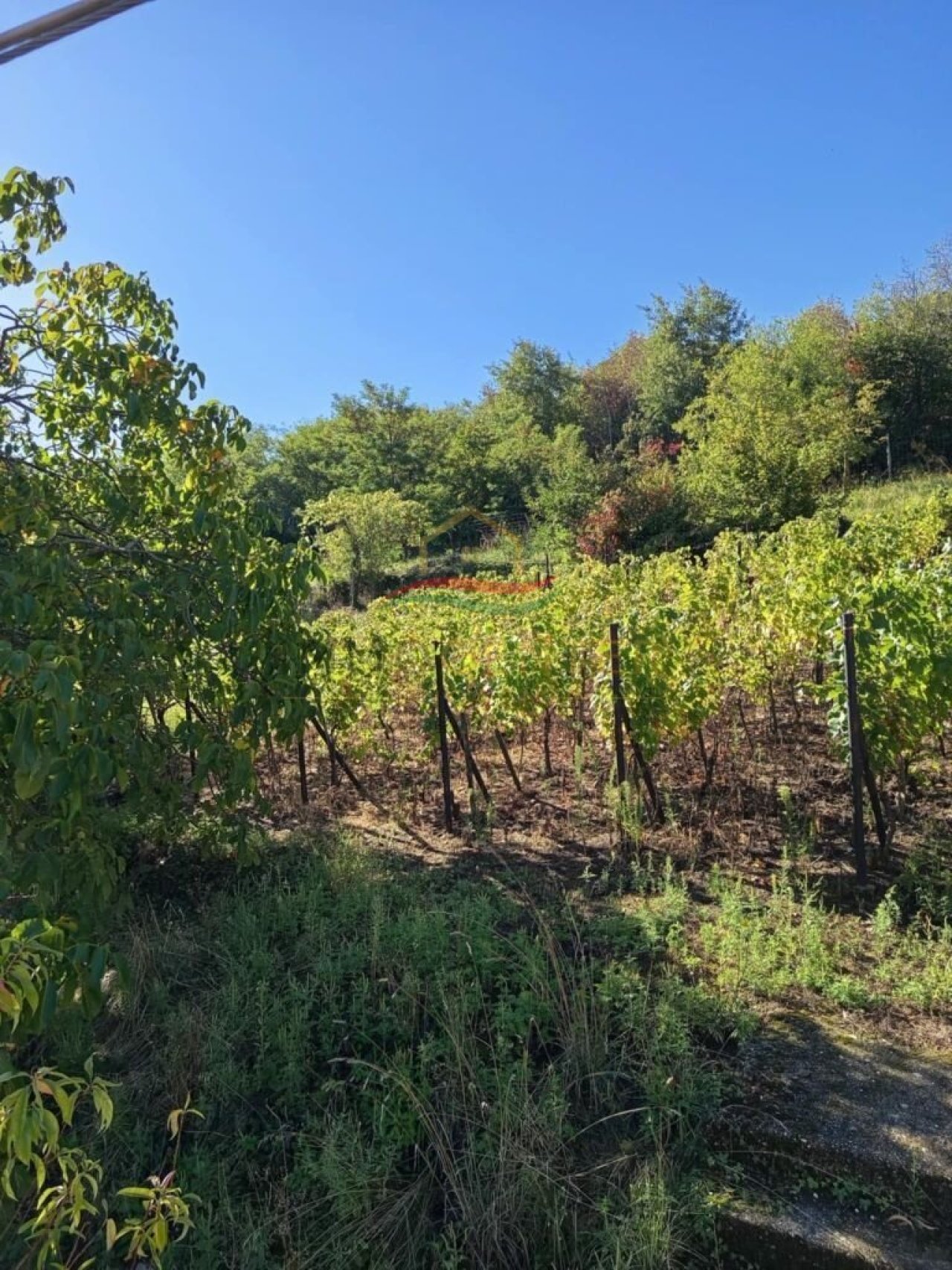 (ABA) Weinberg Pinze mit Panoramablick (EH009)