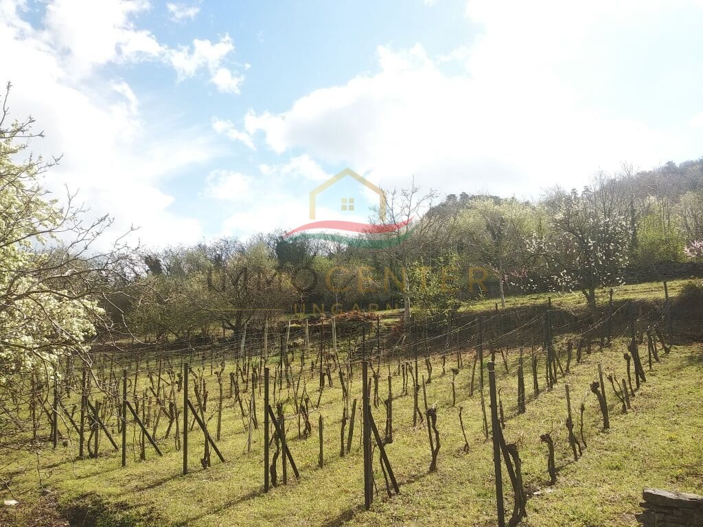 (ABA) Weinberg Pinze mit Panoramablick