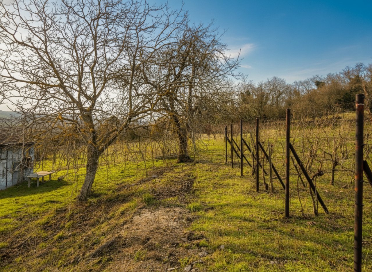 (ABA) Weinberg Pinze mit Panoramablick (EH009)