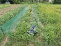 (BBB) Landhaus mit fantastischem Bauerngarten u. großem Grundstück ideal für Selbstversorger (CM033-3)