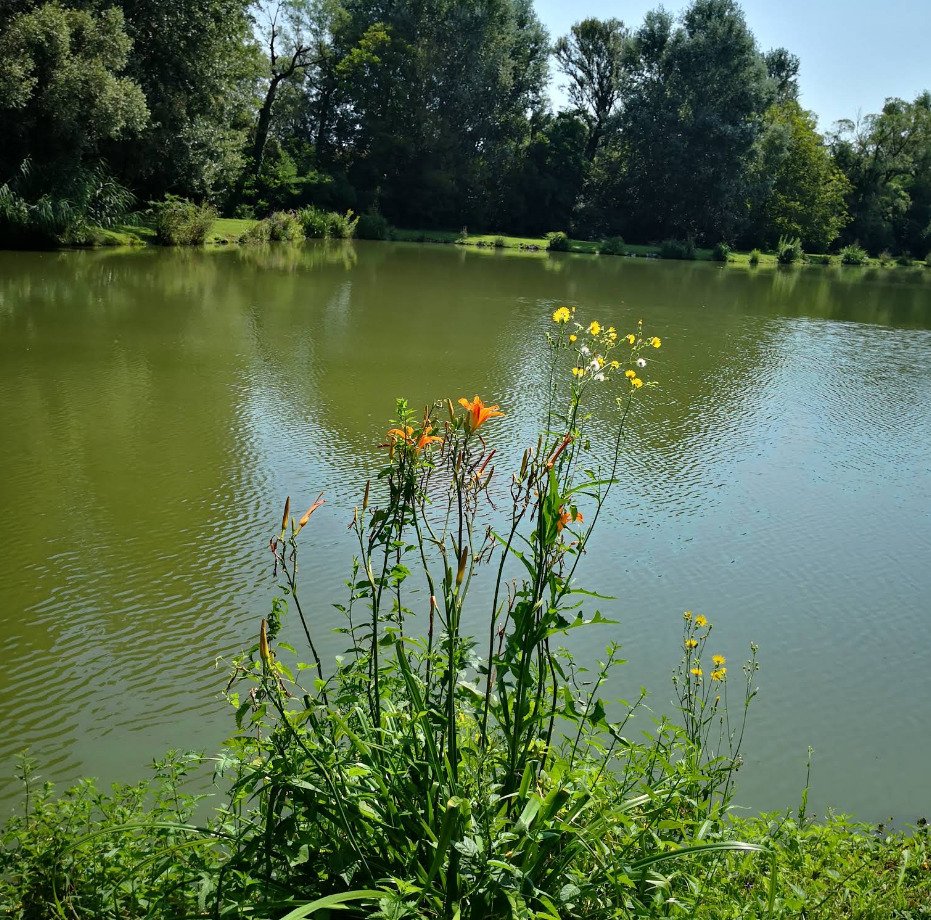 Exklusives Freizeit- und Investitionsobjekt: Gepflegter Angelsee in Top-Lage bei Pécs